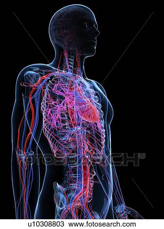Drawing - Male cardiovascular system, artwork. Fotosearch