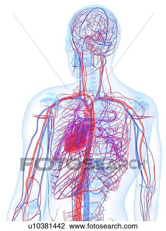 Drawing - Male cardiovascular system, artwork. Fotosearch