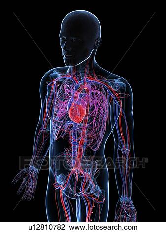 Drawing - Male cardiovascular system, artwork. Fotosearch