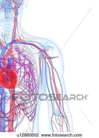 Male cardiovascular system, artwork View Large Illustration Drawing - Male cardiovascular system, artwork. Fotosearch