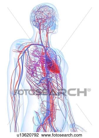 Male cardiovascular system, artwork View Large Illustration Drawing - Male cardiovascular system, artwork. Fotosearch