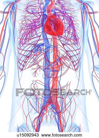 Drawing - Male cardiovascular system, artwork. Fotosearch