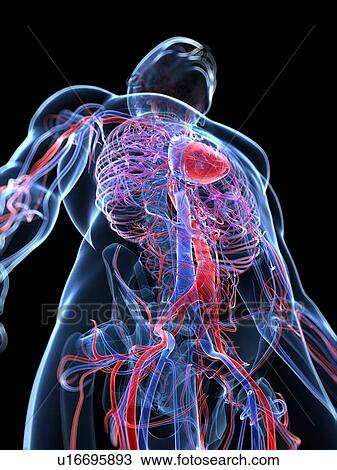 Drawing - Male cardiovascular system, artwork. Fotosearch