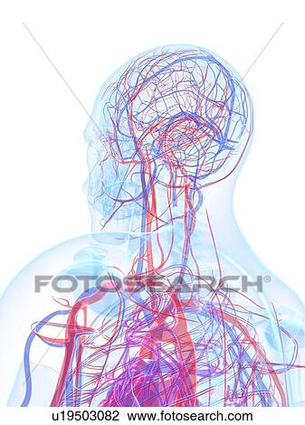 Drawing - Male cardiovascular system, artwork. Fotosearch