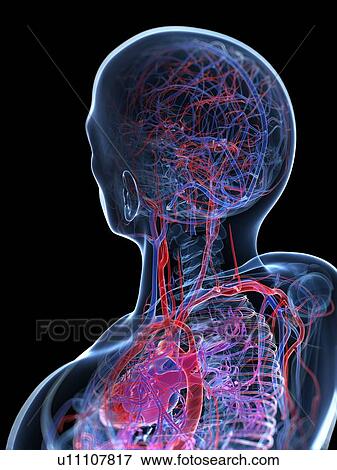 Stock Illustration - Male cardiovascular system, artwork. Fotosearch