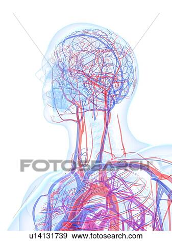 Stock Illustration - Male cardiovascular system, artwork. Fotosearch