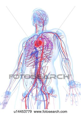 Stock Illustration - Male cardiovascular system, artwork. Fotosearch