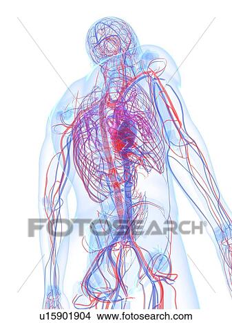 Stock Illustration - Male cardiovascular system, artwork. Fotosearch