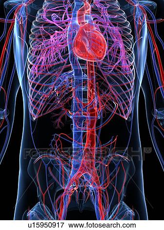Male cardiovascular system, artwork View Large Illustration Stock Illustration - Male cardiovascular system, artwork. Fotosearch