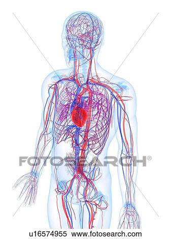 Male cardiovascular system, artwork View Large Illustration Stock Illustration - Male cardiovascular system, artwork. Fotosearch