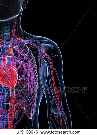 Male cardiovascular system, artwork View Large Illustration Stock Illustration - Male cardiovascular system, artwork. Fotosearch