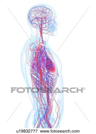 Male cardiovascular system, artwork View Large Illustration Stock Illustration - Male cardiovascular system, artwork. Fotosearch