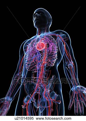 Stock Illustration - Male cardiovascular system, artwork. Fotosearch