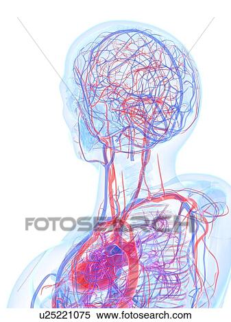 Stock Illustration - Male cardiovascular system, artwork. Fotosearch