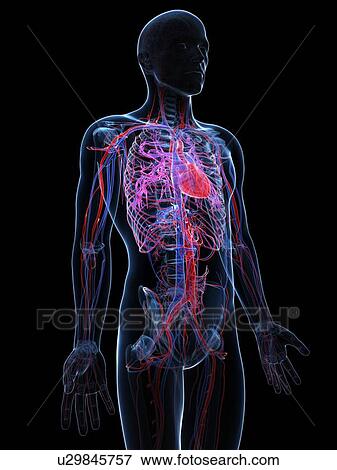 Male cardiovascular system, artwork View Large Illustration Stock Illustration - Male cardiovascular system, artwork. Fotosearch