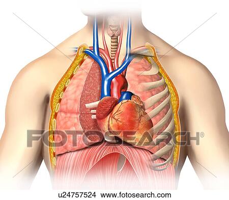 Male Chest Anatomy Artwork Stock Illustration U24757524 Fotosearch