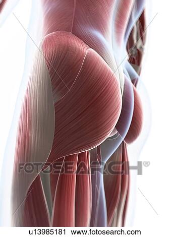 Clip Art - Male musculature, artwork. Fotosearch