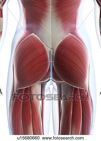 Male musculature, artwork View Large Illustration Clipart - Male musculature, artwork. Fotosearch