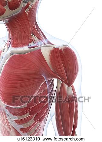 Clipart - Male musculature, artwork. Fotosearch