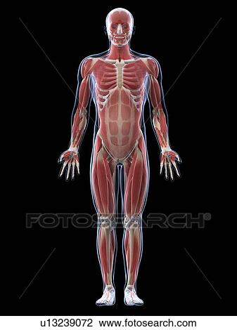 Male musculature, artwork View Large Illustration Drawing - Male musculature, artwork. Fotosearch