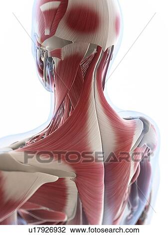 Male musculature, artwork View Large Illustration Drawing - Male musculature, artwork. Fotosearch