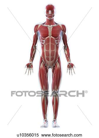Stock Illustration - Male musculature, artwork. Fotosearch