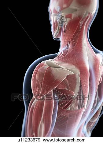 Male musculature, artwork View Large Illustration Stock Illustration - Male musculature, artwork. Fotosearch