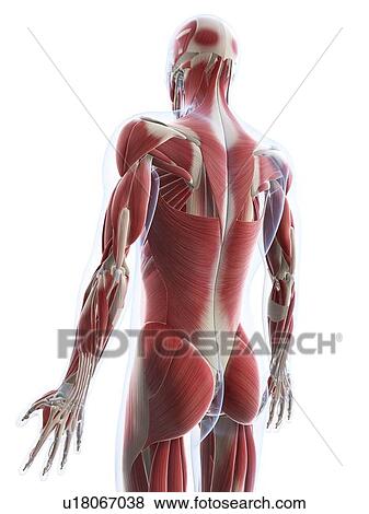 Stock Illustration - Male musculature, artwork. Fotosearch