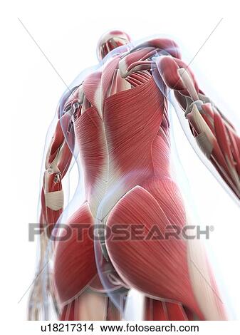 Male musculature, artwork View Large Illustration Stock Illustration - Male musculature, artwork. Fotosearch