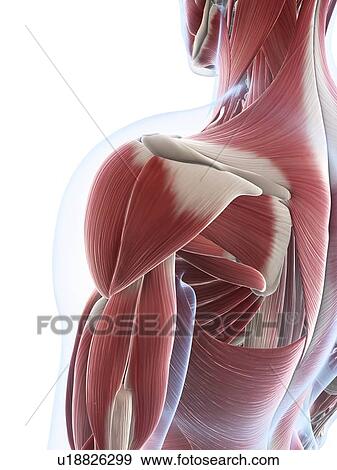 Male musculature, artwork View Large Illustration Stock Illustration - Male musculature, artwork. Fotosearch