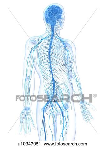 Clip Art - Male nervous system, artwork. Fotosearch