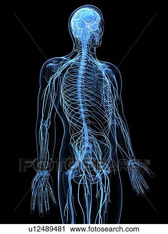Clip Art - Male nervous system, artwork. Fotosearch