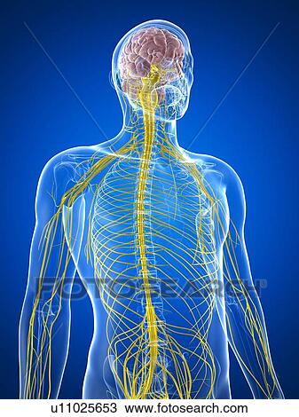 Male nervous system, artwork View Large Illustration Drawing - Male nervous system, artwork. Fotosearch