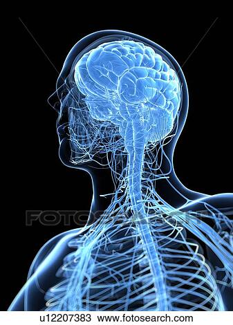 Male nervous system, artwork View Large Illustration Drawing - Male nervous system, artwork. Fotosearch