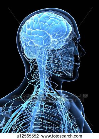 Drawing - Male nervous system, artwork. Fotosearch