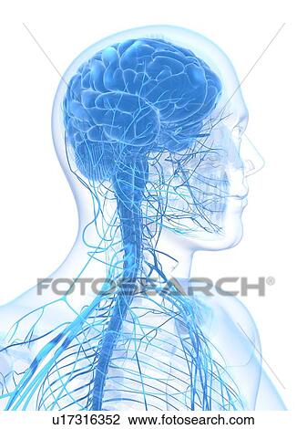Male nervous system, artwork View Large Illustration Drawing - Male nervous system, artwork. Fotosearch