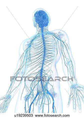 Drawing - Male nervous system, artwork. Fotosearch