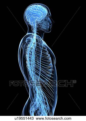 Male nervous system, artwork View Large Illustration Drawing - Male nervous system, artwork. Fotosearch