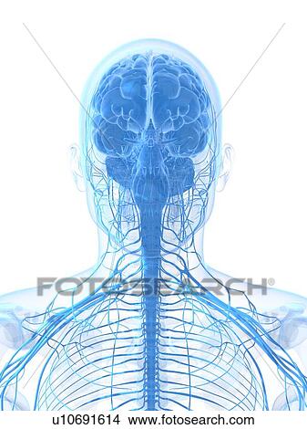 Male nervous system, artwork View Large Illustration Stock Illustration - Male nervous system, artwork. Fotosearch