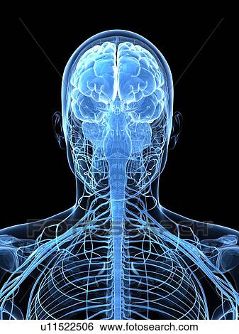 Stock Illustration - Male nervous system, artwork. Fotosearch