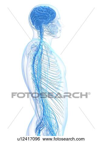 Stock Illustration - Male nervous system, artwork. Fotosearch