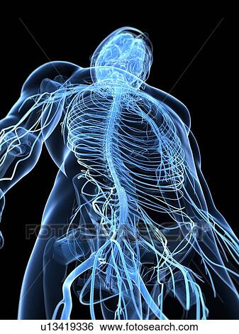 Male nervous system, artwork View Large Illustration Stock Illustration - Male nervous system, artwork. Fotosearch