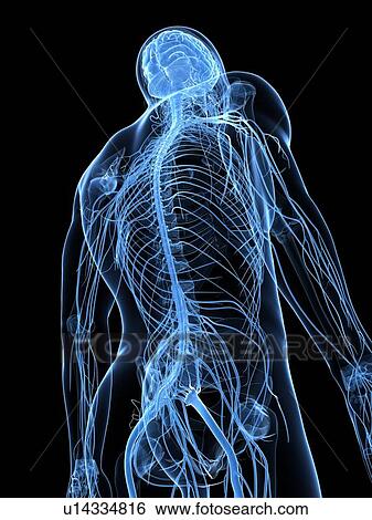 Stock Illustration - Male nervous system, artwork. Fotosearch