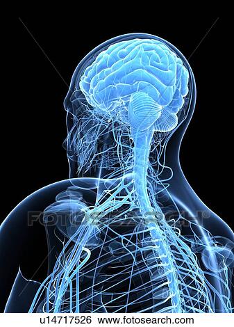 Male nervous system, artwork View Large Illustration Stock Illustration - Male nervous system, artwork. Fotosearch