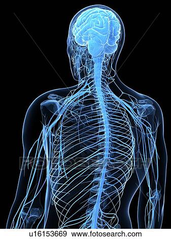 Stock Illustration - Male nervous system, artwork. Fotosearch