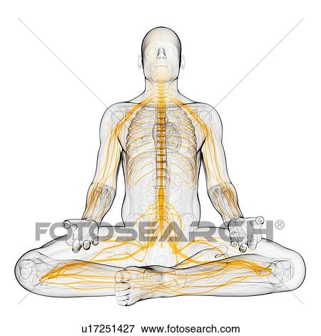 Male nervous system, artwork View Large Illustration Stock Illustration - Male nervous system, artwork. Fotosearch