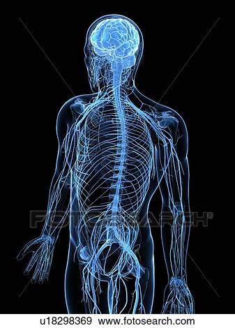 Male nervous system, artwork View Large Illustration Stock Illustration - Male nervous system, artwork. Fotosearch