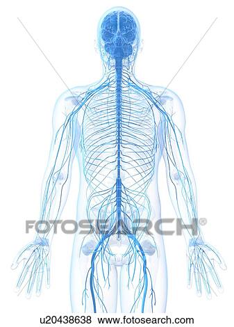 Male nervous system, artwork View Large Illustration Stock Illustration - Male nervous system, artwork. Fotosearch