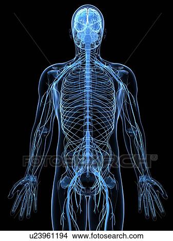 Male nervous system, artwork View Large Illustration Stock Illustration - Male nervous system, artwork. Fotosearch