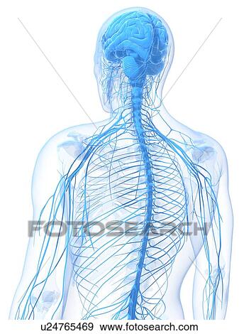 Male nervous system, artwork View Large Illustration Stock Illustration - Male nervous system, artwork. Fotosearch